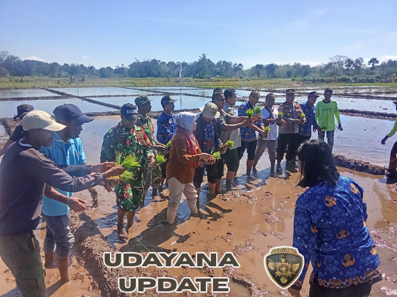 Syukur Tanpa Henti: Doa untuk Hasil Panen Padi dan Jagung yang Berlimpah