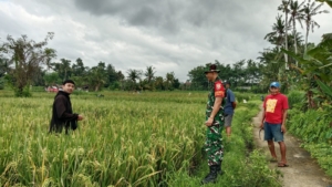 BPP Banjarangkan Dukung Babinsa Tusan Temukan Solusi Efektif Atasi Serangan Hama Tikus pada Padi Petani