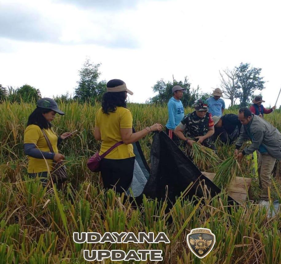 Babinsa Tihingan Jadi Ujung Tombak Keberhasilan Pengubinan dan Hanpangan Wilayah