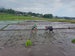 Anggota Koramil 1612-07/Satar Mese Terjun ke Sawah Bantu Petani Tanam Padi di Desa Iteng