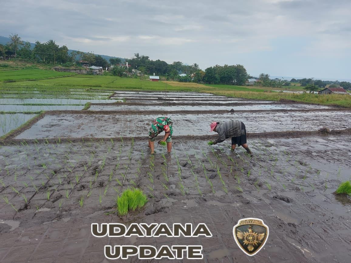 Anggota Koramil 1612-07/Satar Mese Terjun ke Sawah Bantu Petani Tanam Padi di Desa Iteng