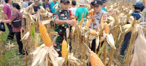 Dukung Sukseskan Program Hanpangan, Babinsa Dawan Klod  Ikut Serta Panen Raya Jagung Kering