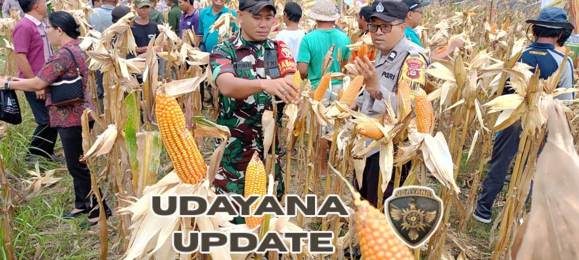Dukung Sukseskan Program Hanpangan, Babinsa Dawan Klod Ikut Serta Panen Raya Jagung Kering