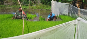 Babinsa Karera Bantu Warga Binaan Cabut Bibit Padi Sawah