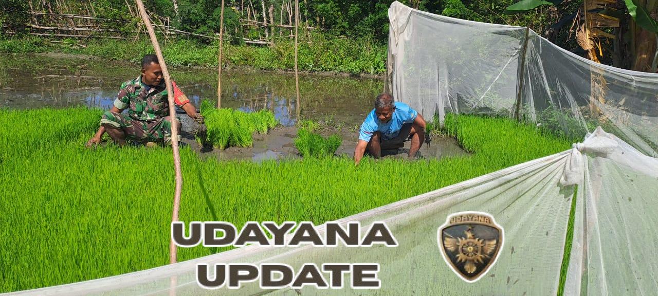 Babinsa Karera Bantu Warga Binaan Cabut Bibit Padi Sawah