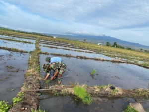 Babinsa Turun ke Sawah, Wujud Nyata TNI Bersama Rakyat