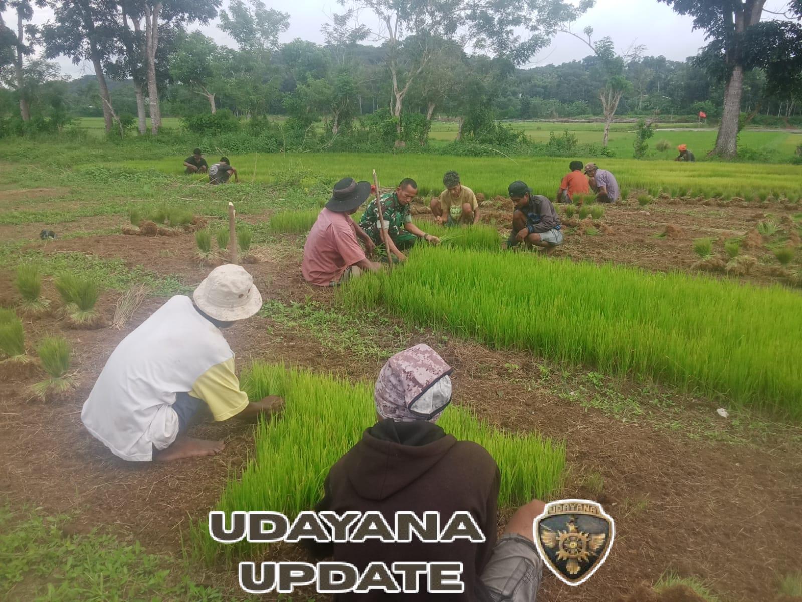 Sinergi TNI dan Masyarakat, Babinsa Katikutana Bantu Petani Mencabut Bibit Padi untuk Ketahanan Pangan