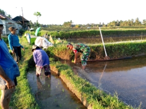 Dorong Swasembada Pangan, Babinsa Kelusa Ajak Petani Terapkan Teknik Pertanian Tepat