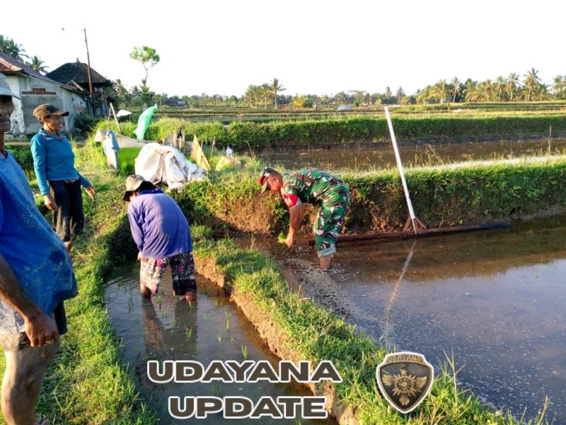 Dorong Swasembada Pangan, Babinsa Kelusa Ajak Petani Terapkan Teknik Pertanian Tepat