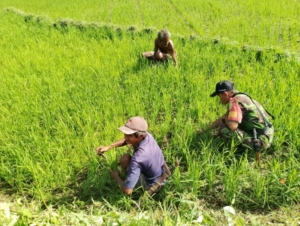 Babinsa Serka Muslih Turun Ke Sawah Bersama Warga
