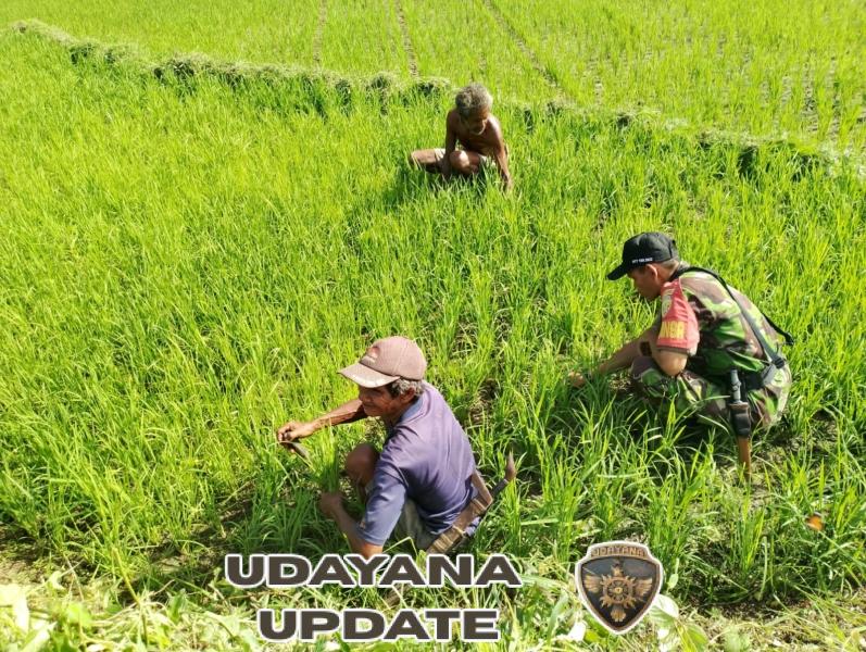 Babinsa Serka Muslih Turun Ke Sawah Bersama Warga