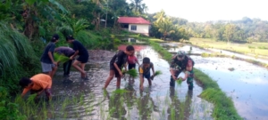 Sinergi TNI dan Petani: Babinsa Bantu Penanaman Padi di Ndori, Ende