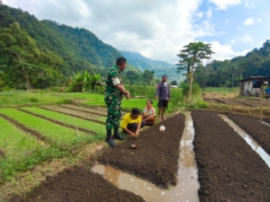 Perkuat Kemanunggalan, Babinsa Kodim 1602/Ende Bantu Warga Tanam Bibit Sawi