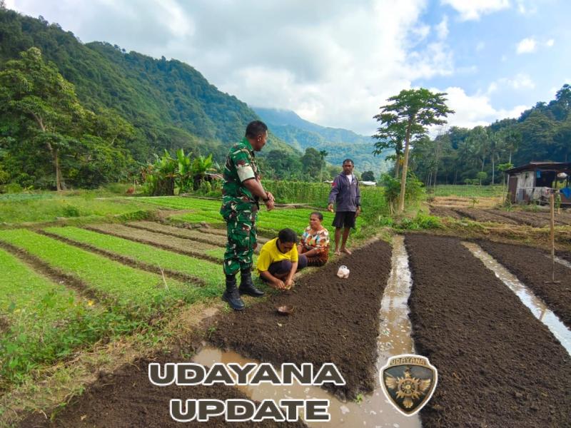 Perkuat Kemanunggalan, Babinsa Kodim 1602/Ende Bantu Warga Tanam Bibit Sawi