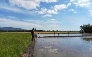 Tingkatkan Ketahanan Pangan, Babinsa Aesesa Turun Langsung ke Sawah Bersama Petani