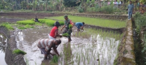 TNI di Lini Terdepan Ketahanan Pangan, Bersama Tani Membangun Negeri di Ende