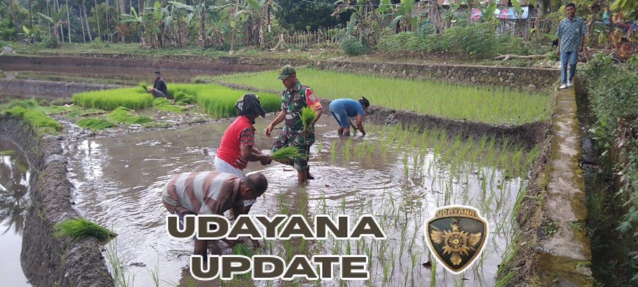 TNI di Lini Terdepan Ketahanan Pangan, Bersama Tani Membangun Negeri di Ende