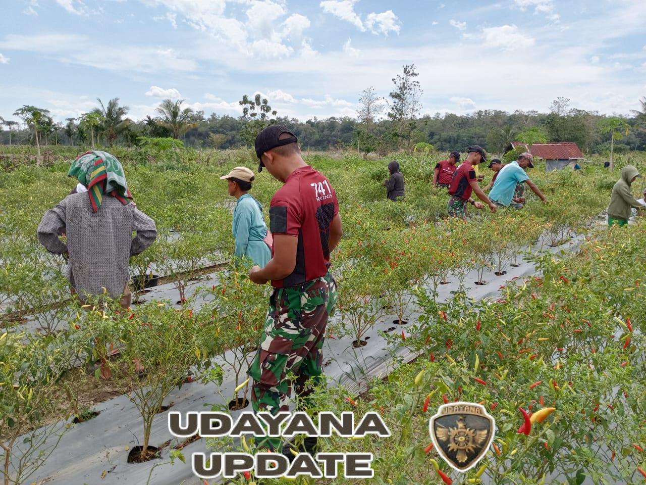 Panen Raya Cabai, Satgas Pos Turiskain Turun Bantu Masyarakat