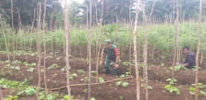 Peduli Ketahanan Pangan, Babinsa Koramil 1618-02/Miobar Beri Arahan Perawatan Sayuran kepada Warga