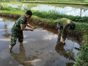 Babinsa Terjun ke Sawah, Bantu Penanaman Padi di Lahan Laba Desa Adat Semaon