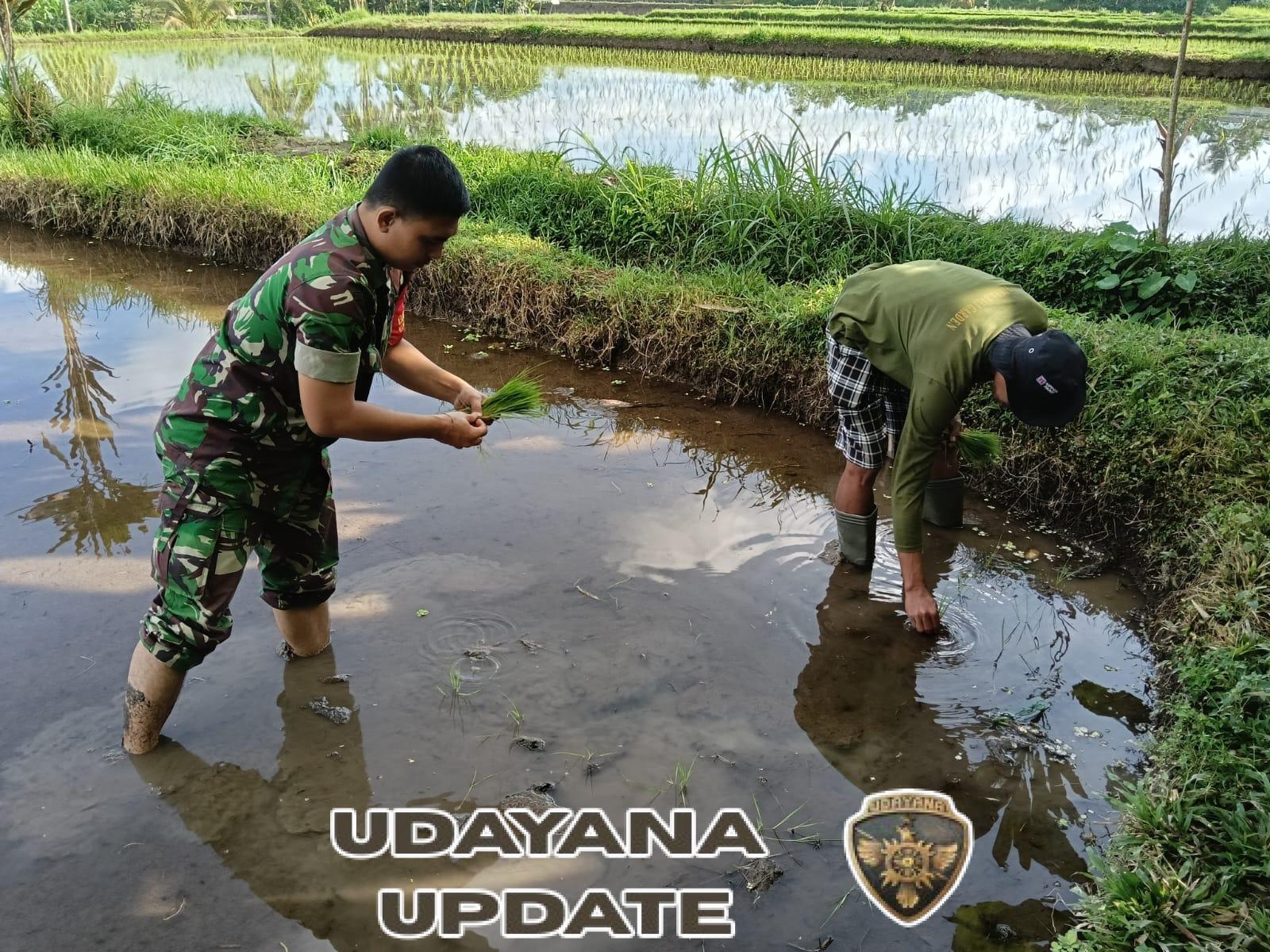 Babinsa Terjun ke Sawah, Bantu Penanaman Padi di Lahan Laba Desa Adat Semaon