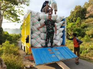 Panen Padi 3 Hektare Babinsa Koramil 1614-01/Dompu Diserap Bulog untuk Kesejahteraan Petani
