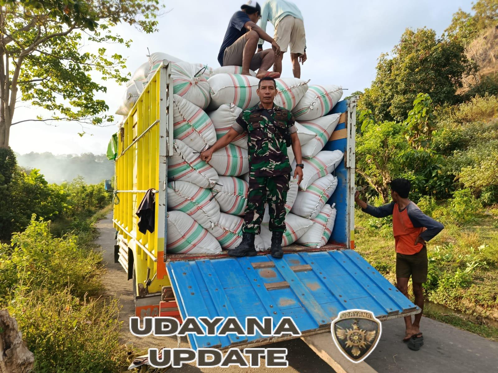 Panen Padi 3 Hektare Babinsa Koramil 1614-01/Dompu Diserap Bulog untuk Kesejahteraan Petani