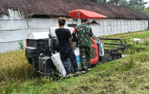 Panen Raya dengan Mesin Combine, Babinsa Bantu Petani Meningkatkan Hanpangan di Wilayah