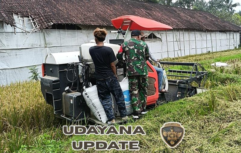 Panen Raya dengan Mesin Combine, Babinsa Bantu Petani Meningkatkan Hanpangan di Wilayah