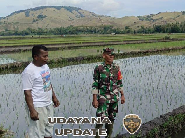 Dukung Ketahanan Pangan, Babinsa Koramil Maurole Laksanakan Komsos dan Monitoring Sawah