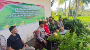 Wujudkan Swasembada Pangan, Danramil Sawan Dampingi Petani Tanam Jagung Massal