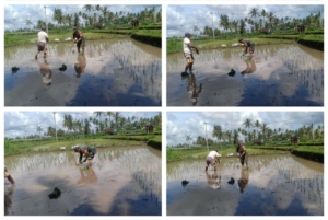 Babinsa Ajak Petani Lembah Rinjani 2 Tanam Padi di Jurit Baru untuk Tingkatkan Hasil Pertanian