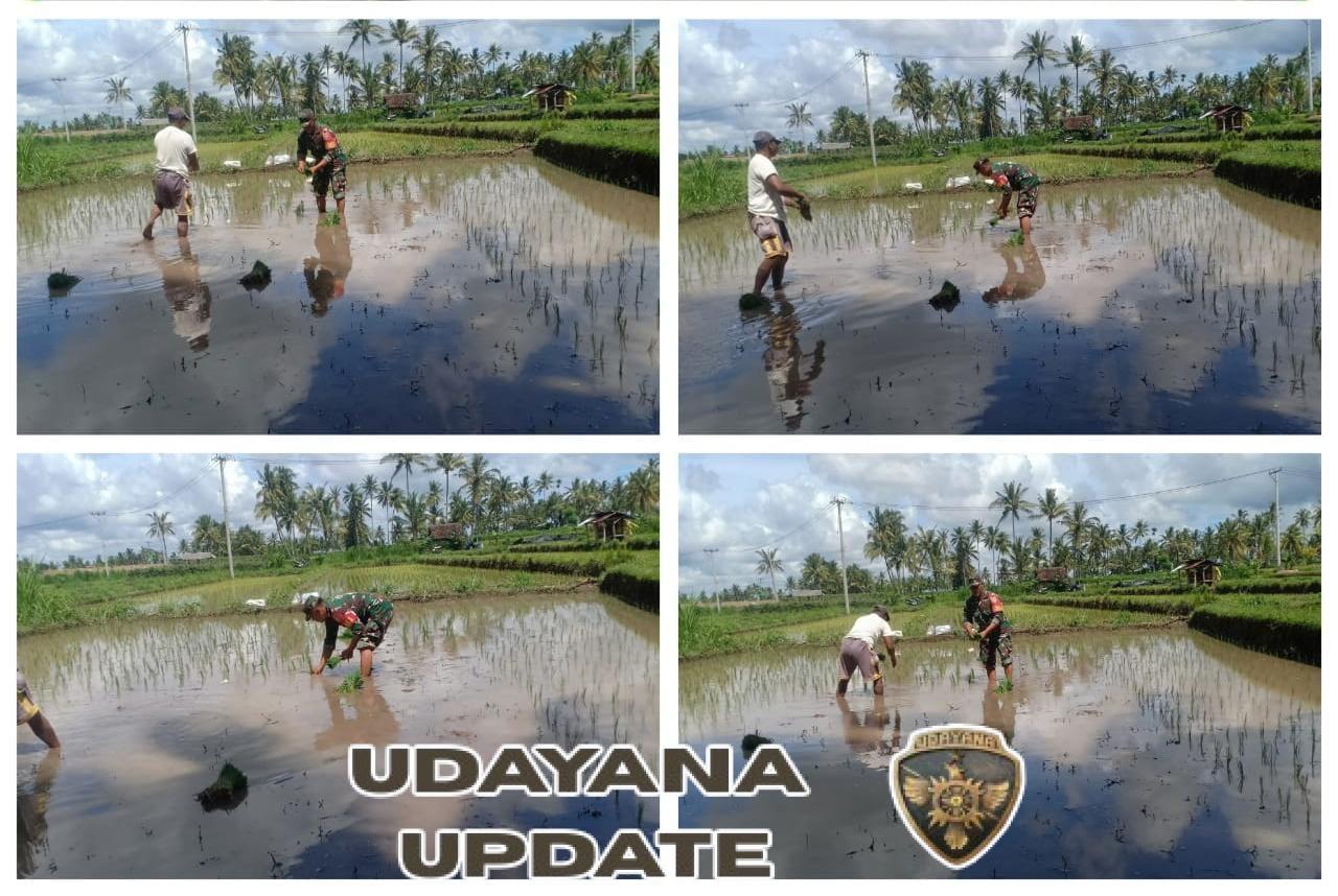 Babinsa Ajak Petani Lembah Rinjani 2 Tanam Padi di Jurit Baru untuk Tingkatkan Hasil Pertanian