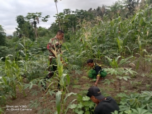 Kopda Faisal Idrus Bantu Petani Warga Binaan dalam Kegiatan Panen Jagung di Ende