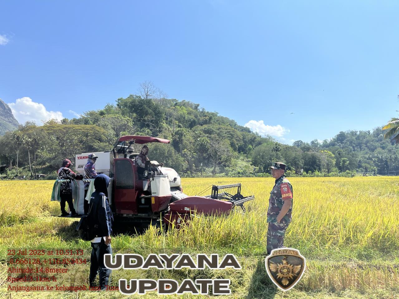 Babinsa Lamusung Hadir di Tengah Petani Kawal Panen Hingga Pasca Panen di Seteluk