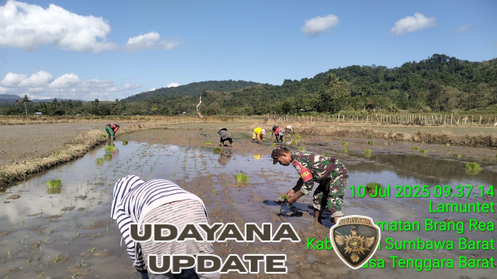 Babinsa Koramil 1628-01 Taliwang Aktif Dampingi Petani Tanam Padi di Desa Lamontet