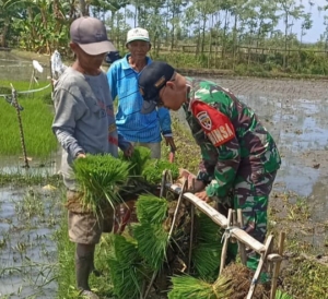 Demi Ketahanan Pangan, Babinsa Dampingi Petani Tanam Padi di Musim Tanam