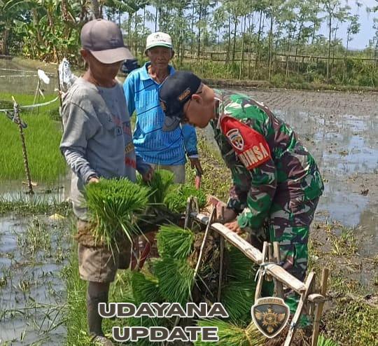 Demi Ketahanan Pangan, Babinsa Dampingi Petani Tanam Padi di Musim Tanam