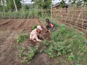 Dukung Ketahanan Pangan, Babinsa Macang Pacar Bantu Bersihkan Lahan Pertanian