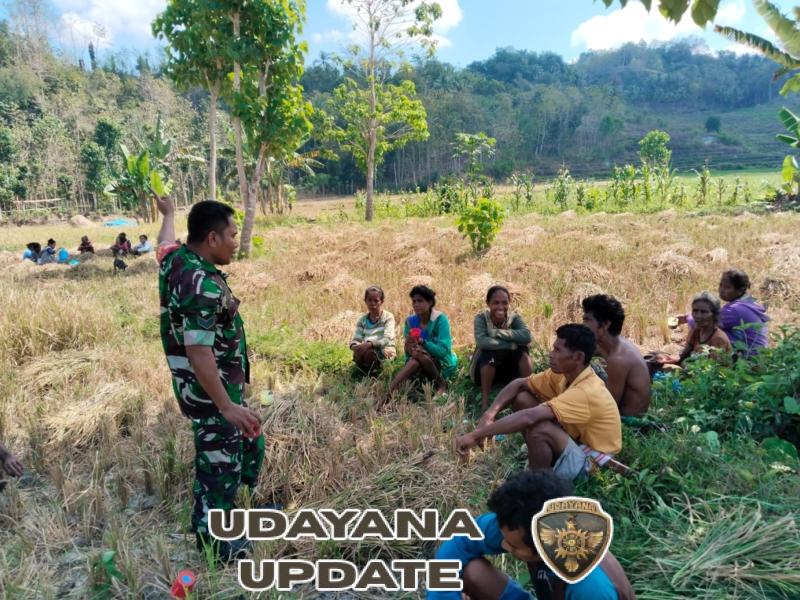 TNI Bersama Rakyat: Babinsa Kodim 1613 Sumba Barat Aktif Dukung Ketahanan Pangan