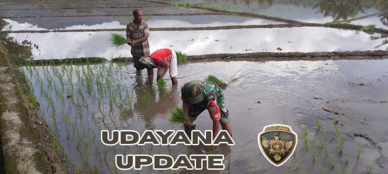 Perkuat Ketahanan Pangan, Babinsa Kodim 1602/Ende Dampingi Kelompok Tani Tekat Indah