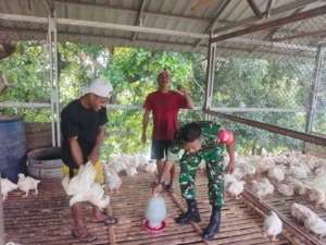 Tingkatkan Kesejahteraan Warga, Babinsa Ende Dorong Usaha Ayam Pedaging di Wilayah Binaan