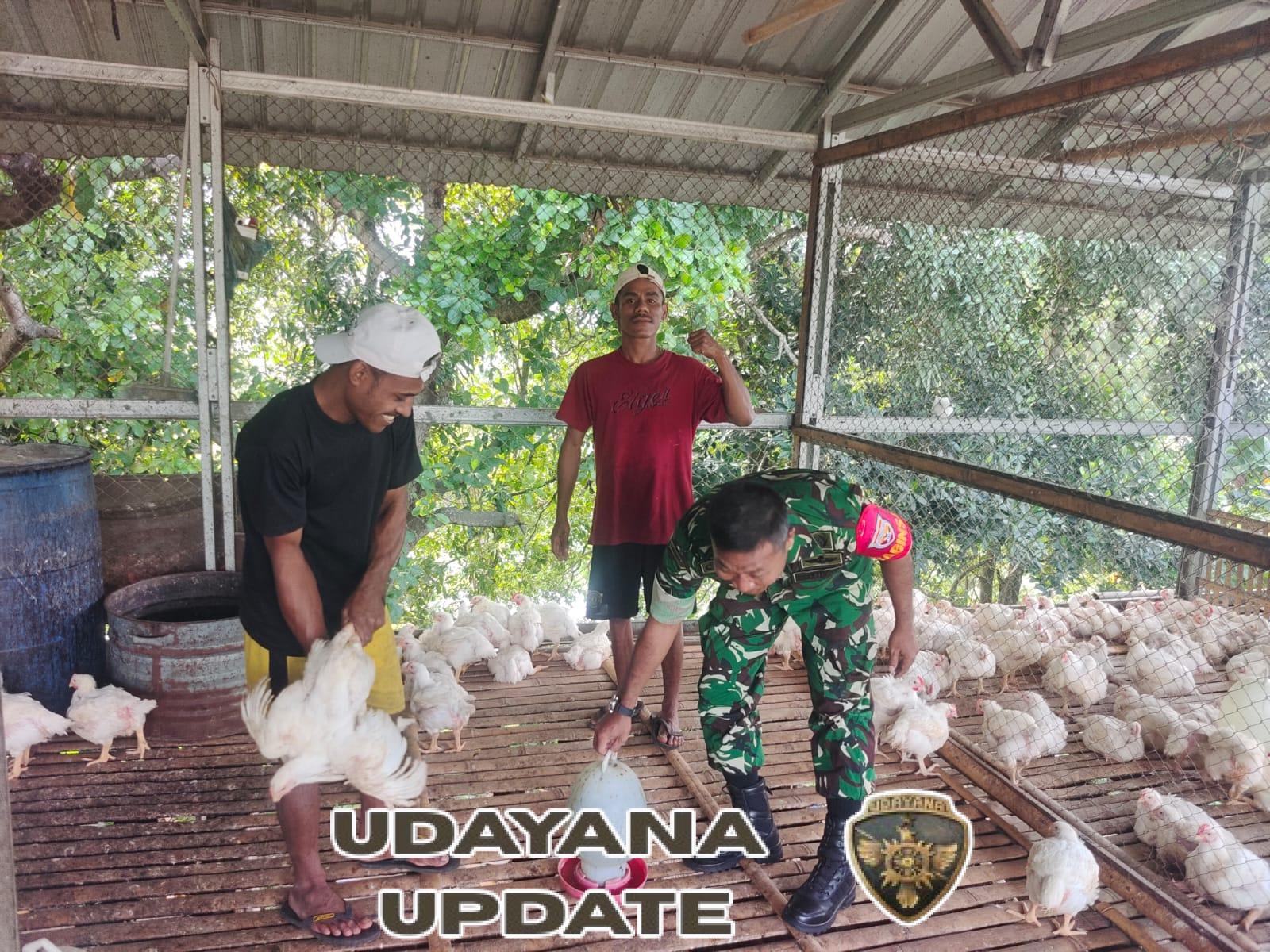 Tingkatkan Kesejahteraan Warga, Babinsa Ende Dorong Usaha Ayam Pedaging di Wilayah Binaan