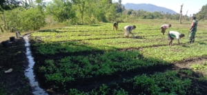 Membumikan Ketahanan Pangan! Babinsa Sertu Yulius Gandeng Warga Kelola Lahan