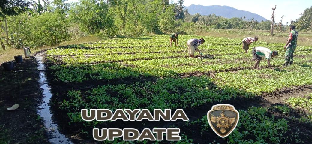 Membumikan Ketahanan Pangan! Babinsa Sertu Yulius Gandeng Warga Kelola Lahan