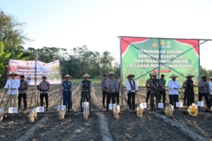 Dandim Kupang Dukung Swasembada Pangan Lewat Tanam Jagung Serentak