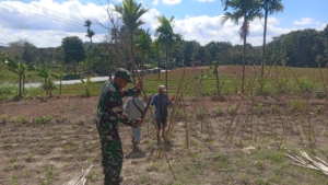 Dukungan Babinsa untuk Petani: Penanaman Sayur Buncis di Desa Tublopo Berjalan Lancar