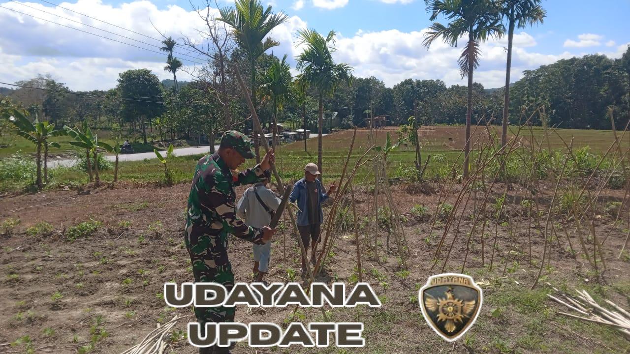 Dukungan Babinsa untuk Petani: Penanaman Sayur Buncis di Desa Tublopo Berjalan Lancar