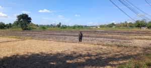 Babinsa Oebobo Aktif Cek Sawah Tadah Hujan, Pastikan Lahan Siap Tanam Kembali