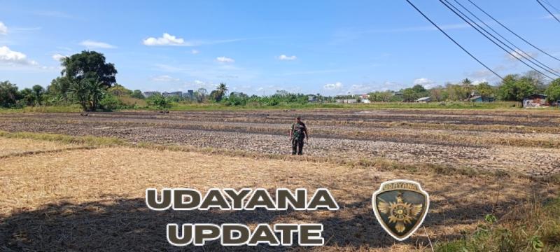 Babinsa Oebobo Aktif Cek Sawah Tadah Hujan, Pastikan Lahan Siap Tanam Kembali